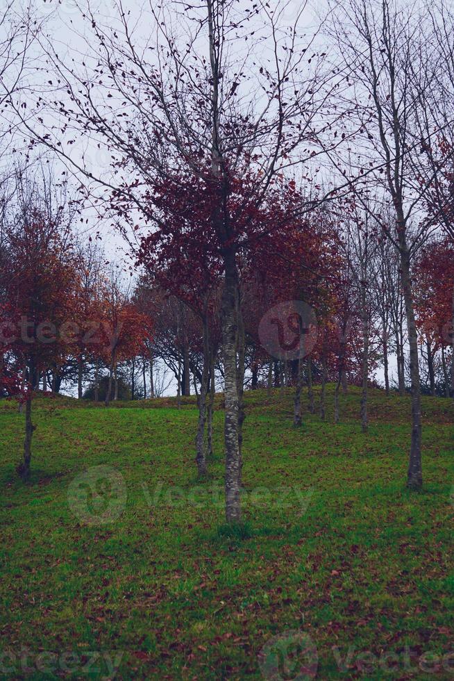 albero con foglie rosse nella stagione autunnale foto