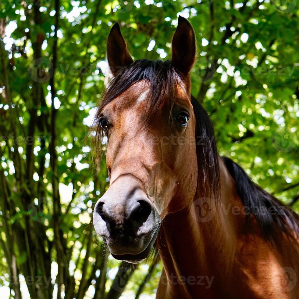 bellissimo ritratto di cavallo marrone foto