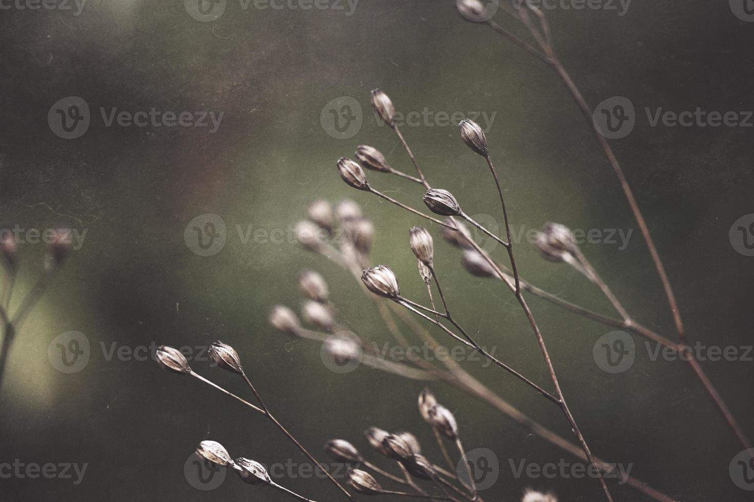 pianta da fiore secco nella stagione autunnale foto