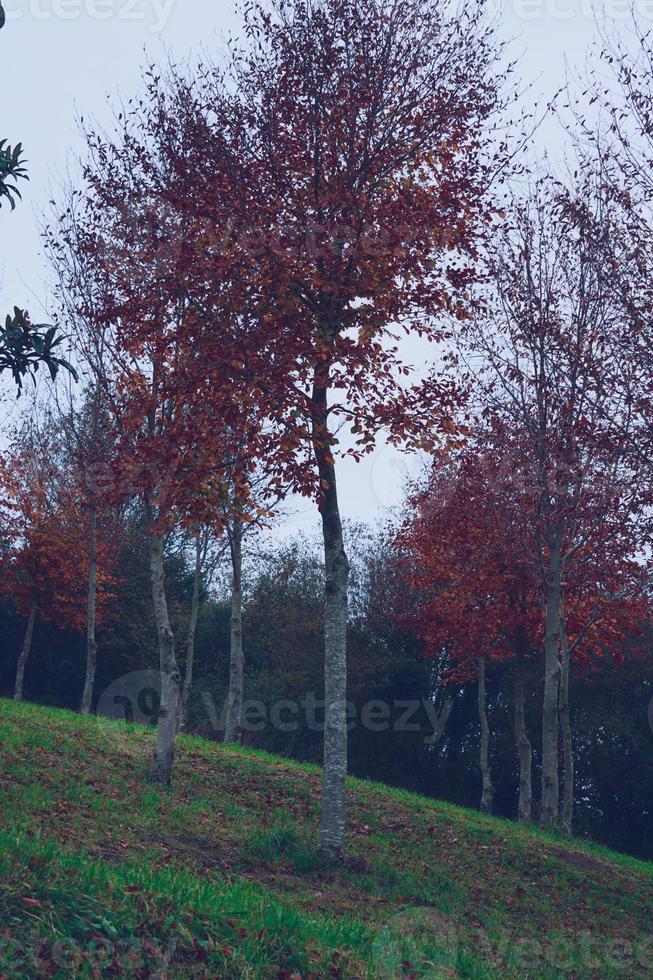 alberi con foglie rosse nella stagione autunnale foto