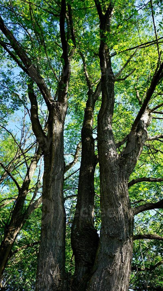 tronchi d'albero nella foresta foto