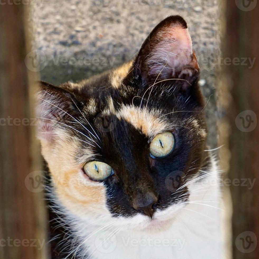 bellissimo ritratto di gatto randagio foto