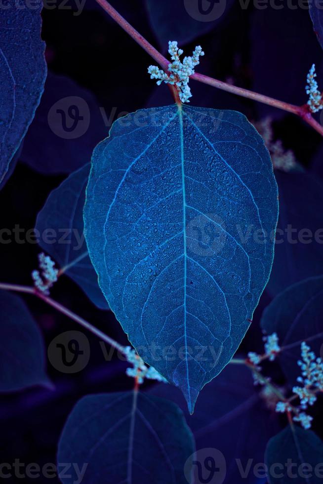 foglie di piante blu nella natura nella stagione primaverile foto