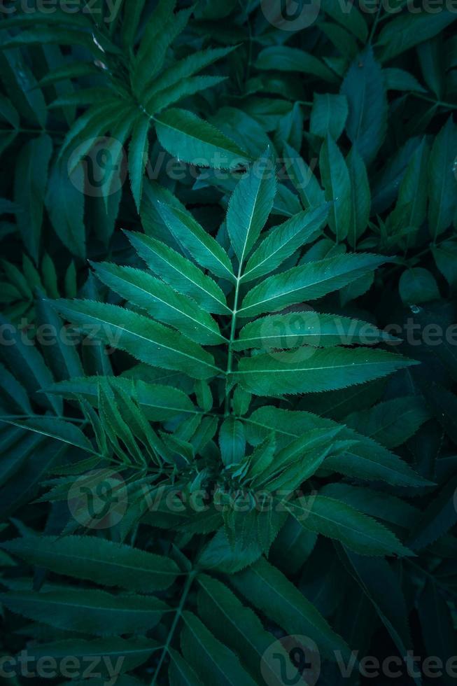 foglie di piante verdi nella natura nella stagione primaverile foto