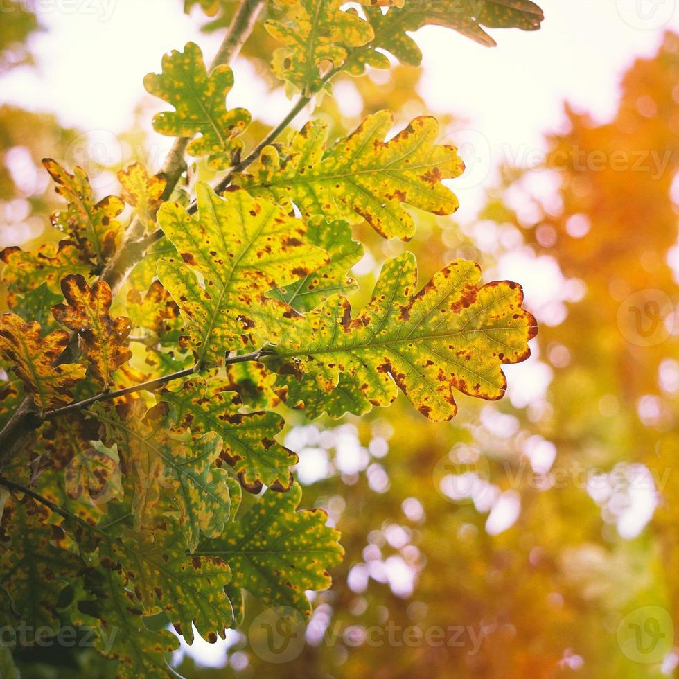 foglie marroni degli alberi nella stagione autunnale foto