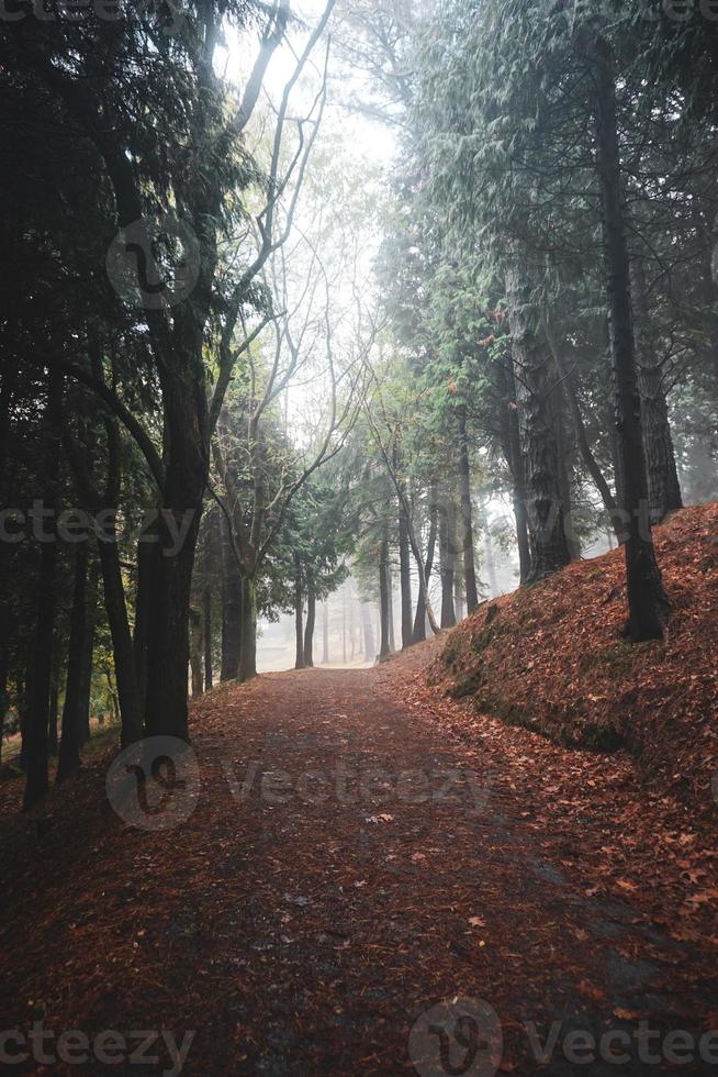 strada nella foresta nella stagione autunnale foto