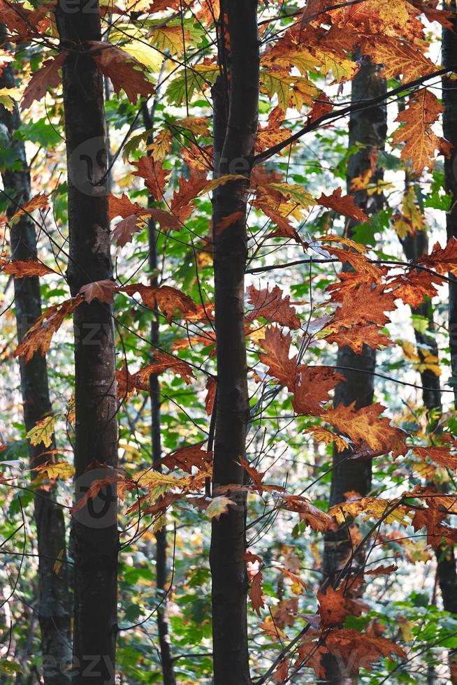 tronchi d'albero con foglie marroni e rosse nella stagione autunnale foto