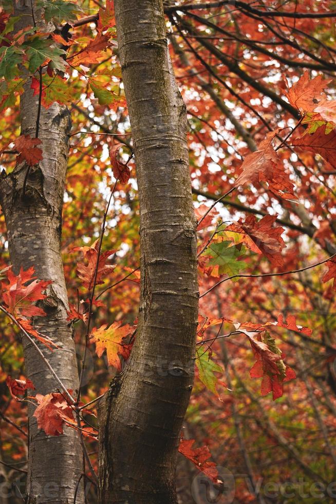 tronchi d'albero con foglie marroni e rosse nella stagione autunnale foto