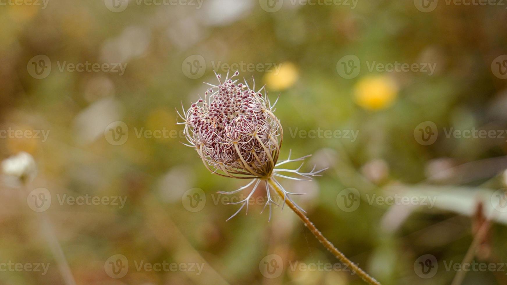 pianta del fiore verde nella natura foto