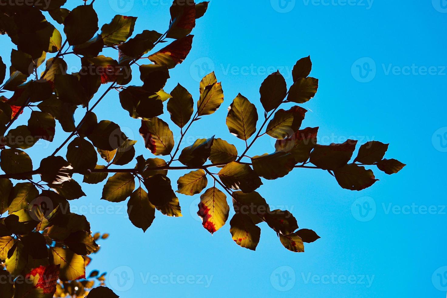 foglie verdi e cielo azzurro foto