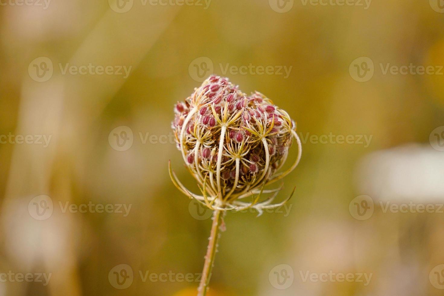 pianta del fiore verde nella natura foto