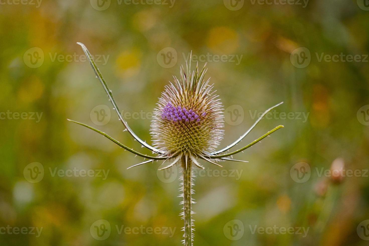 pianta del fiore verde nella natura foto