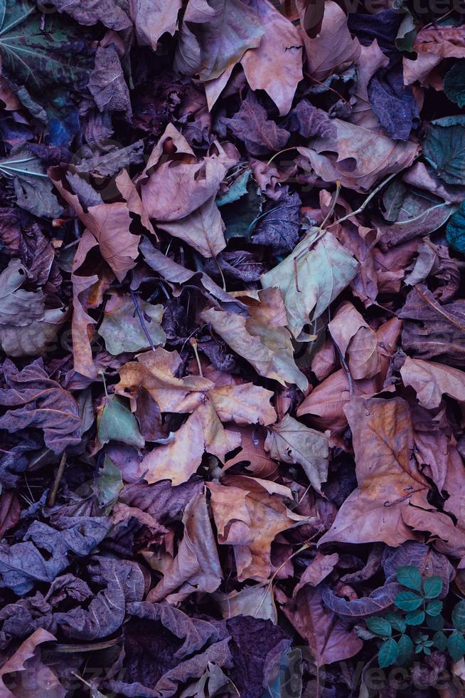 foglie secche multicolori sul terreno foto