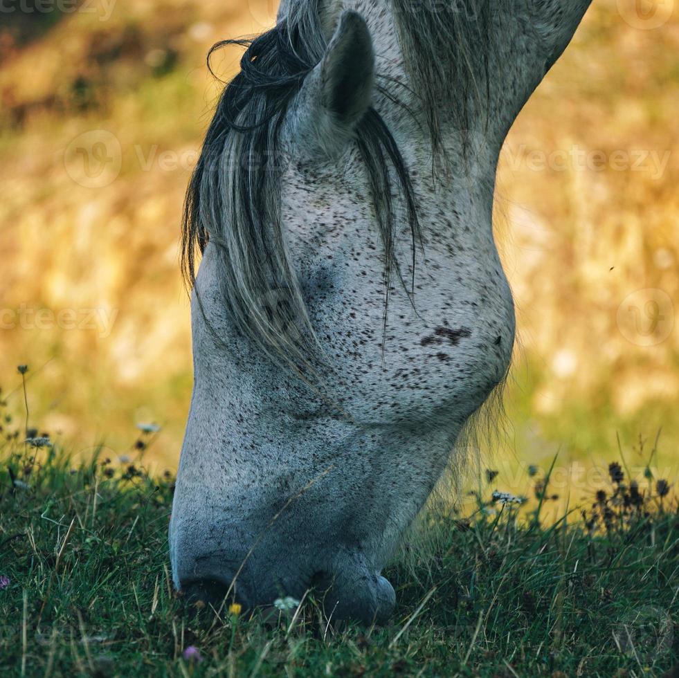 bellissimo ritratto di cavallo bianco foto