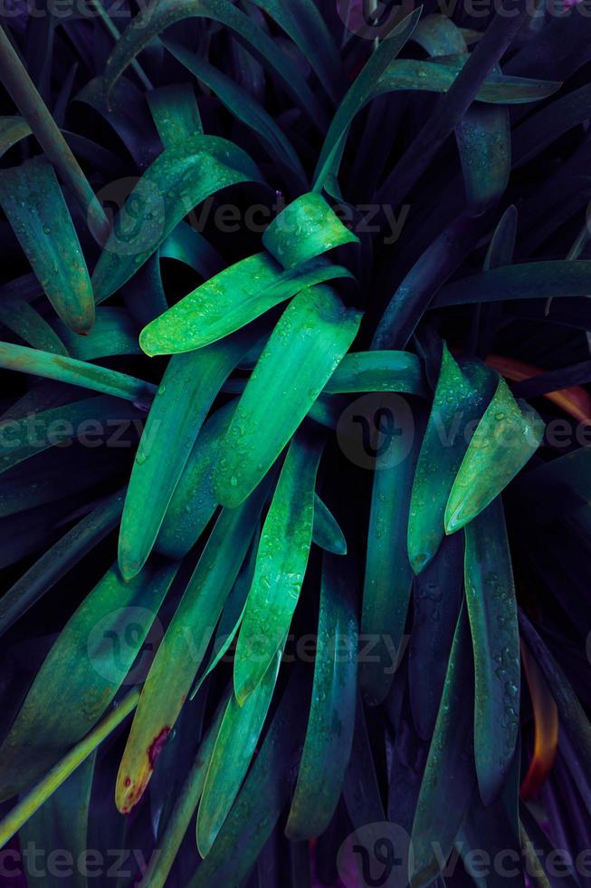 la pianta blu lascia lo sfondo strutturato foto