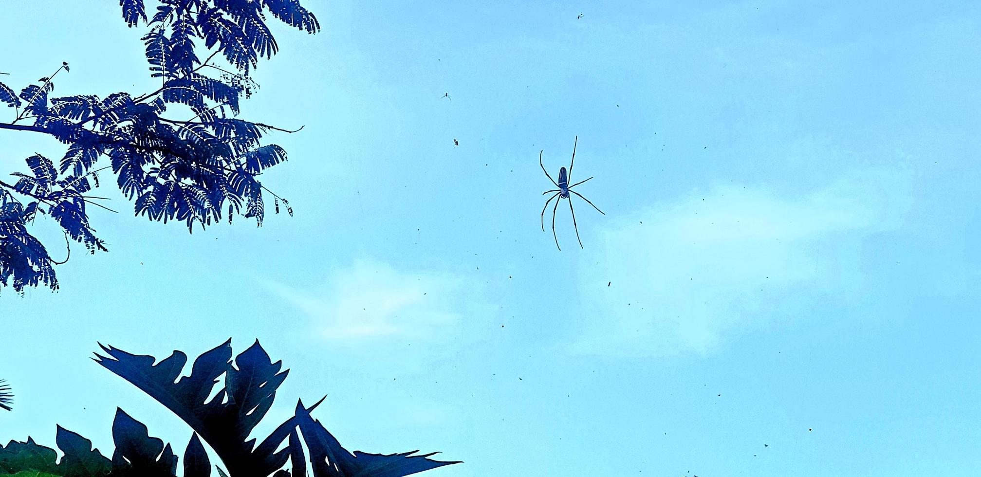 ragno maschio appeso al web foto