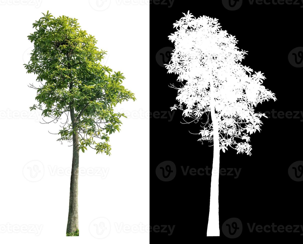 isolato verde albero con ritaglio sentiero e alfa canale su nero sfondo. foto