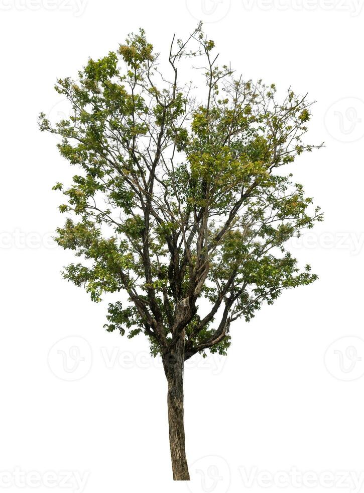 albero verde isolato su sfondo bianco. foto