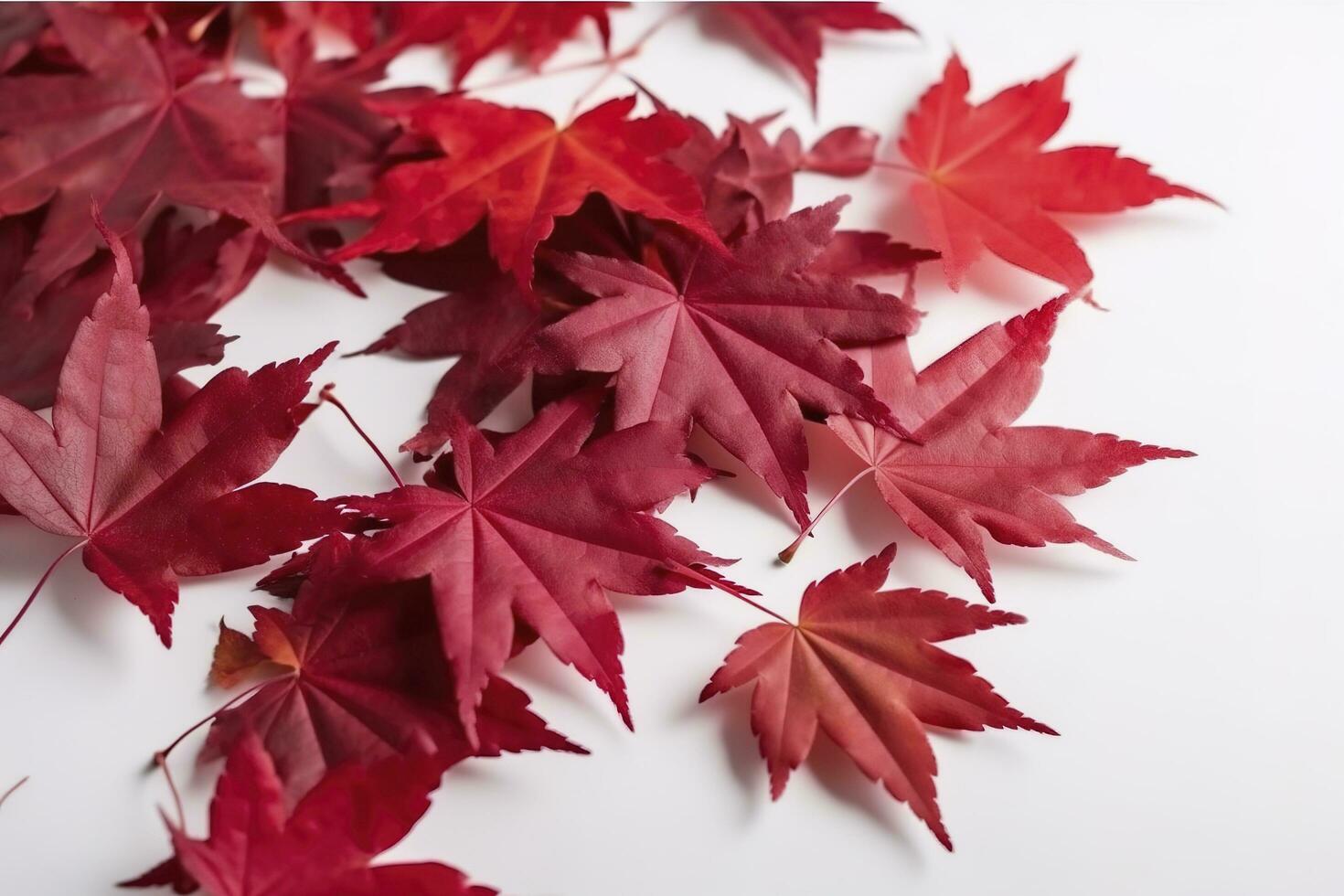 rosso acero le foglie isolato su bianca sfondo, creare ai foto