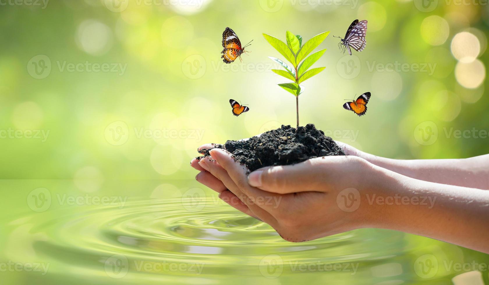 ambiente giornata della terra nelle mani degli alberi che crescono piantine bokeh sfondo verde mano femminile che tiene albero sul campo della natura erba concetto di conservazione della foresta foto