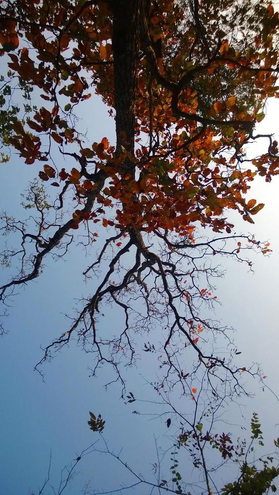 phukradung albero di montagna foto