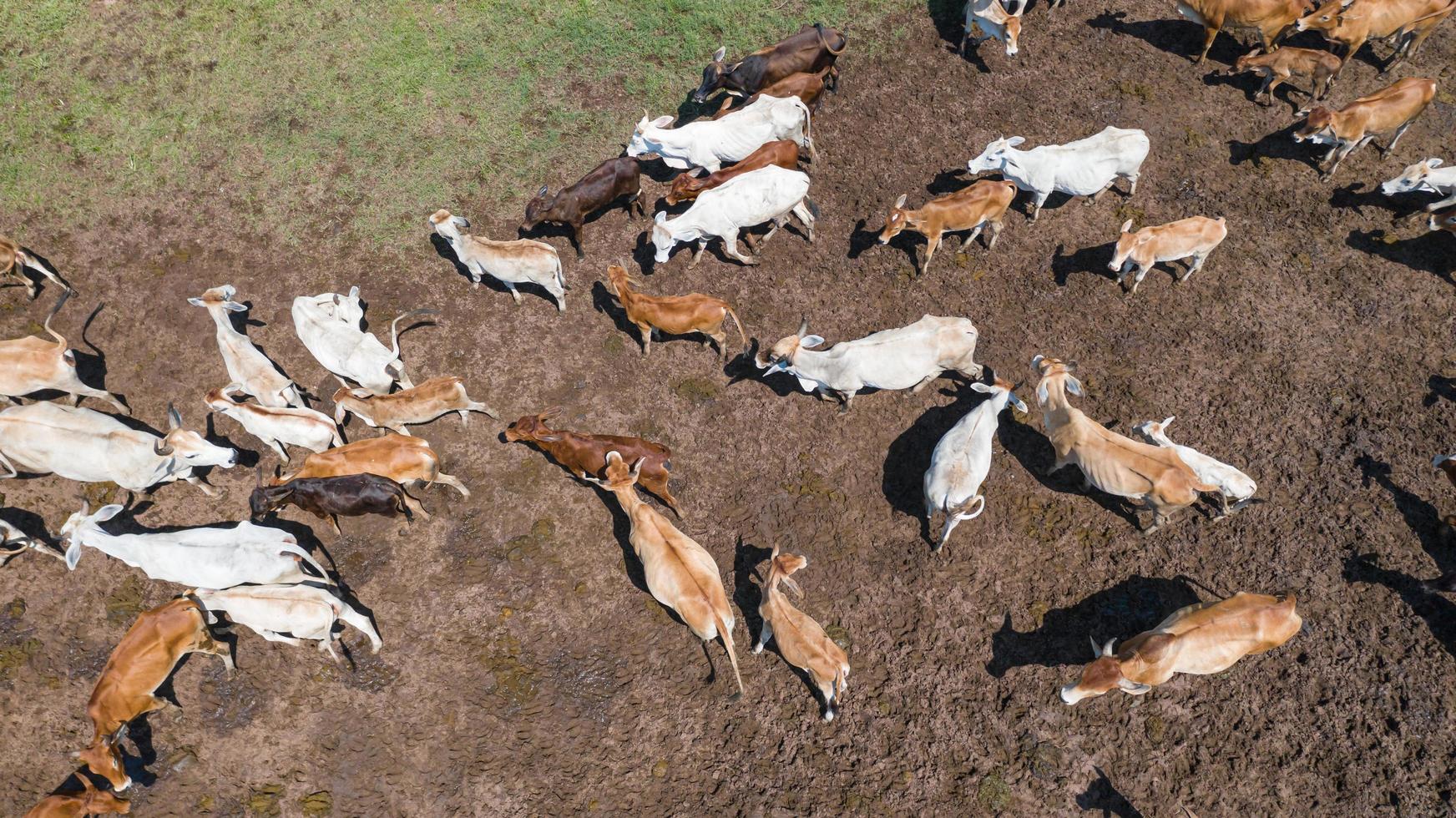 vista dal volo del drone sul pascolo in campagna foto