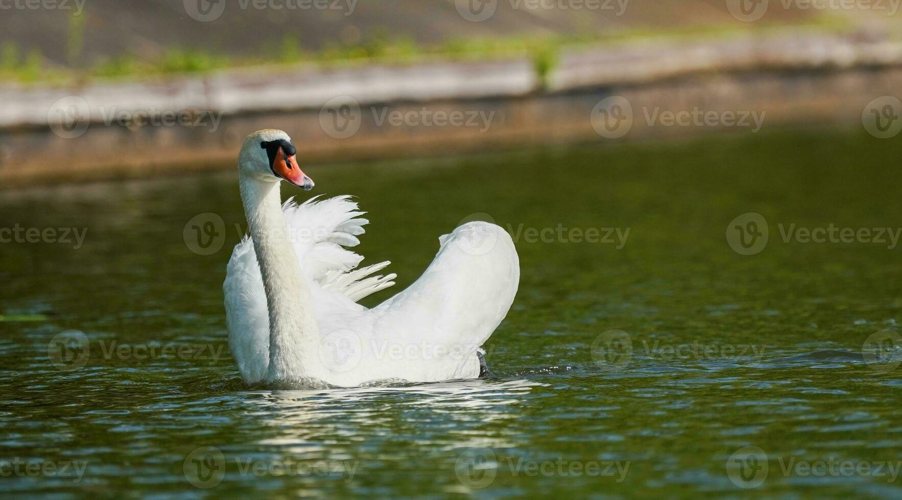 bellissimo bianca cigno su il lago. cigno con cuore sagomato Ali nel il acqua. foto