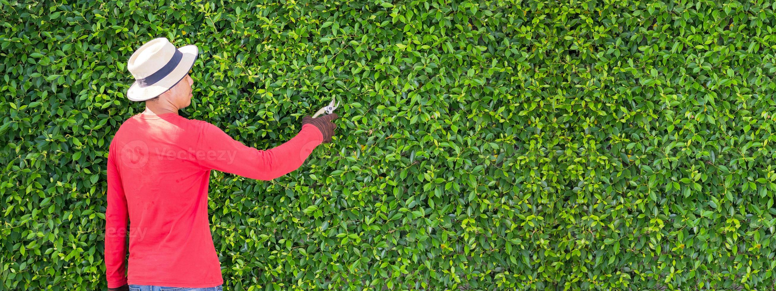 uomo che lavora in giardino è la potatura di alberi ornamentali a casa la mattina foto