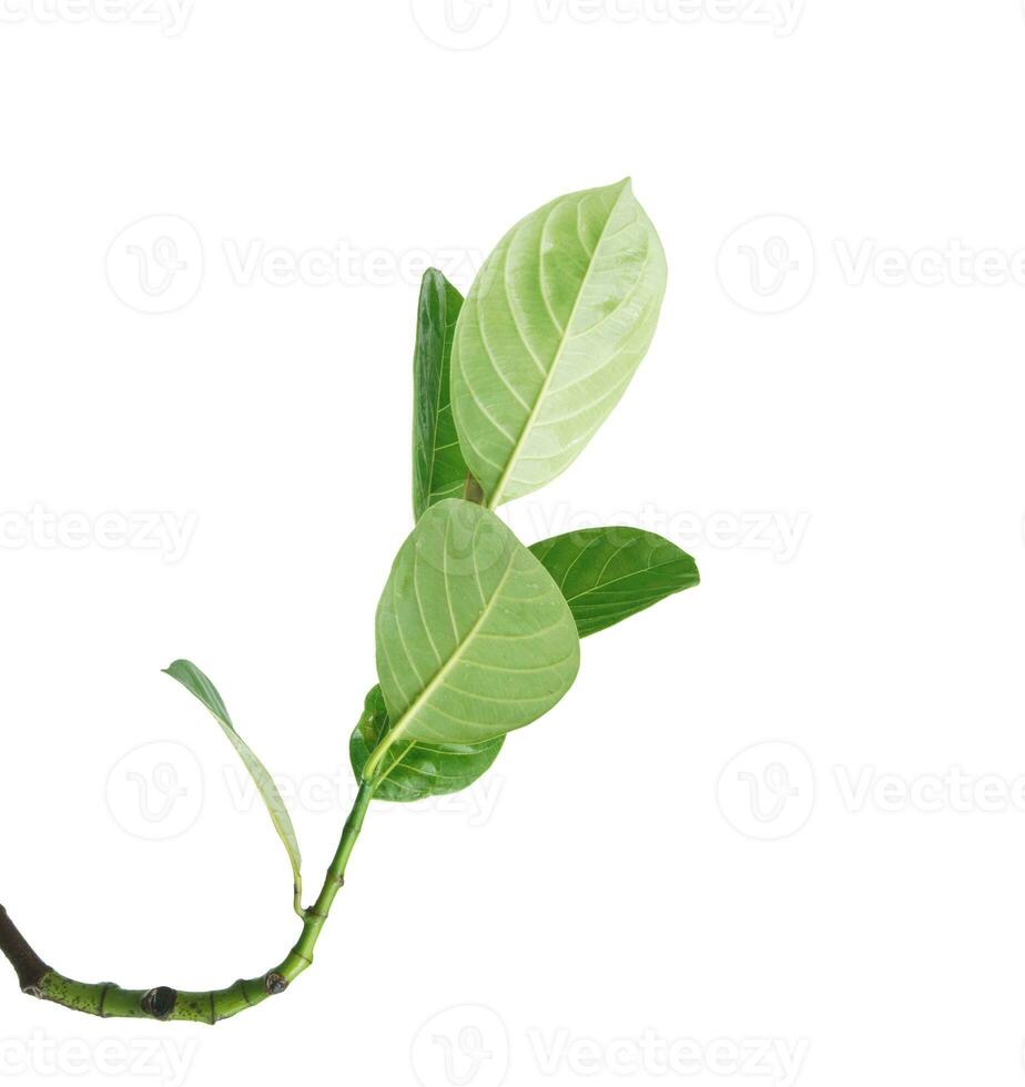 jackfruit le foglie isolato su bianca sfondo foto