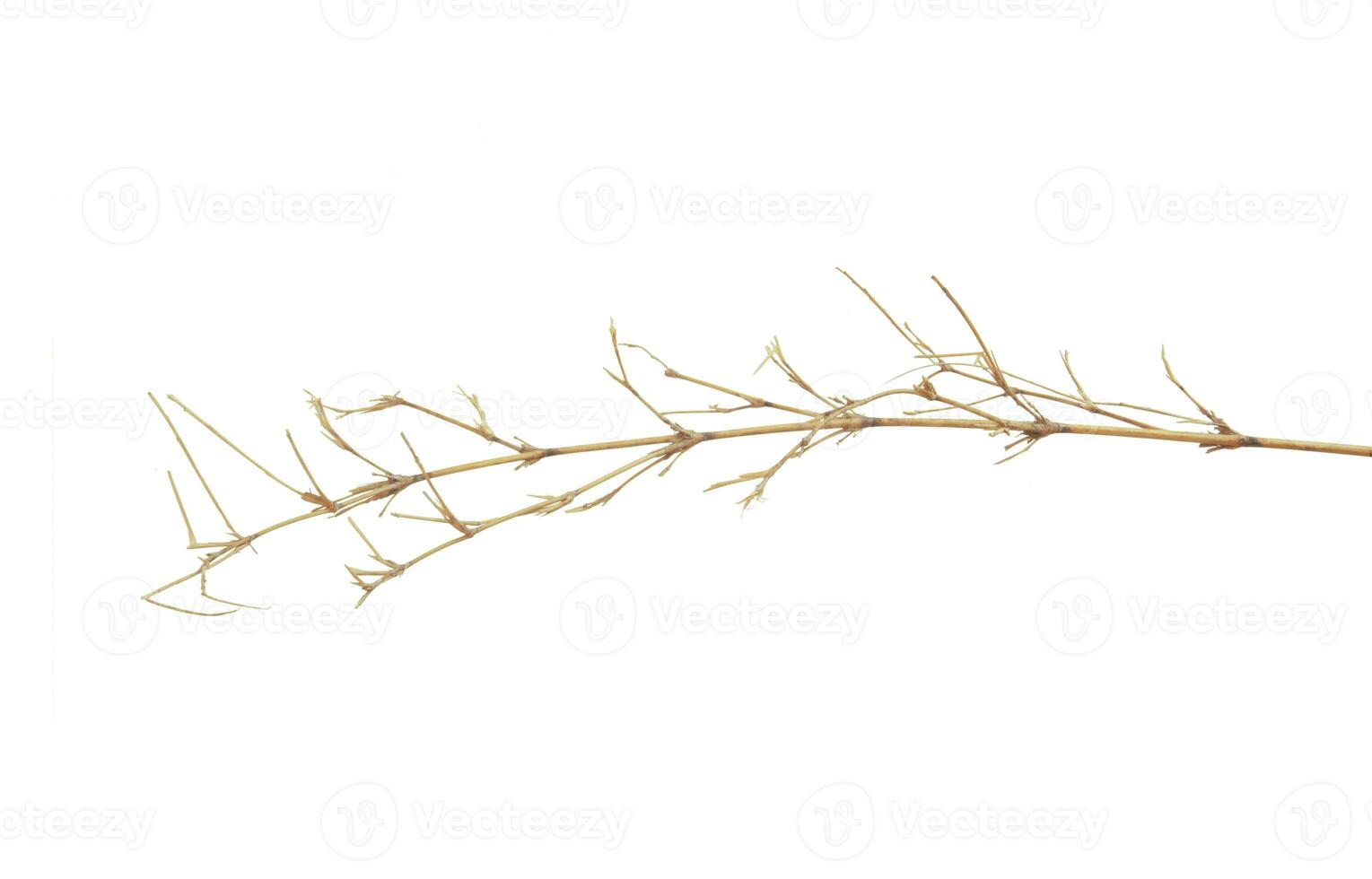 ramo di bambo albero isolato su bianca sfondo. foto