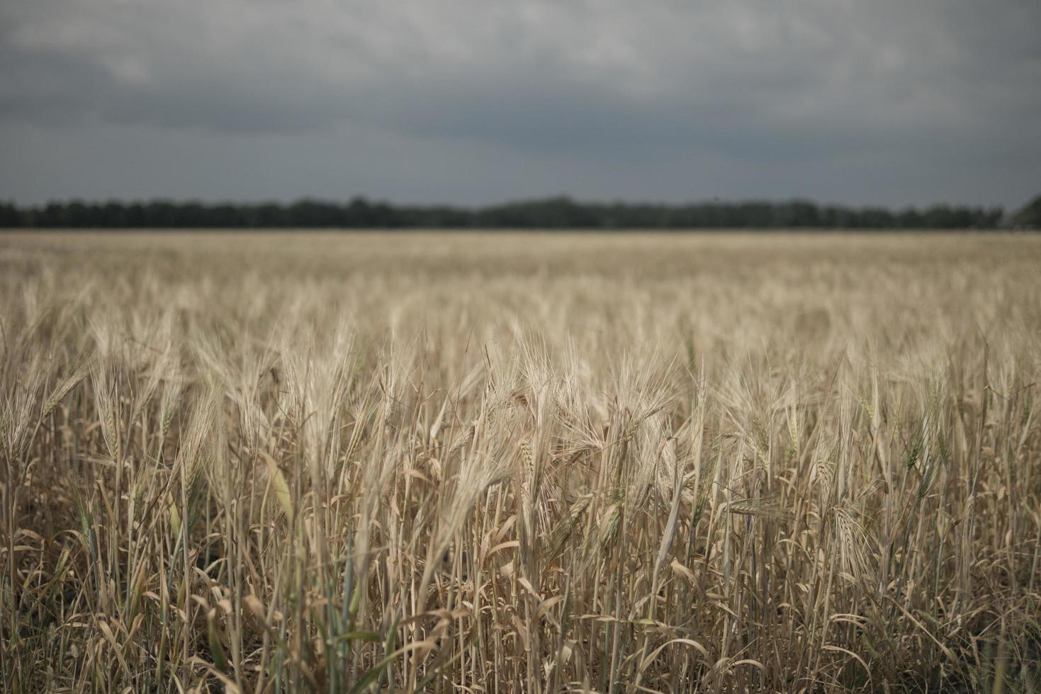 carta da parati di grano di campo di segale foto