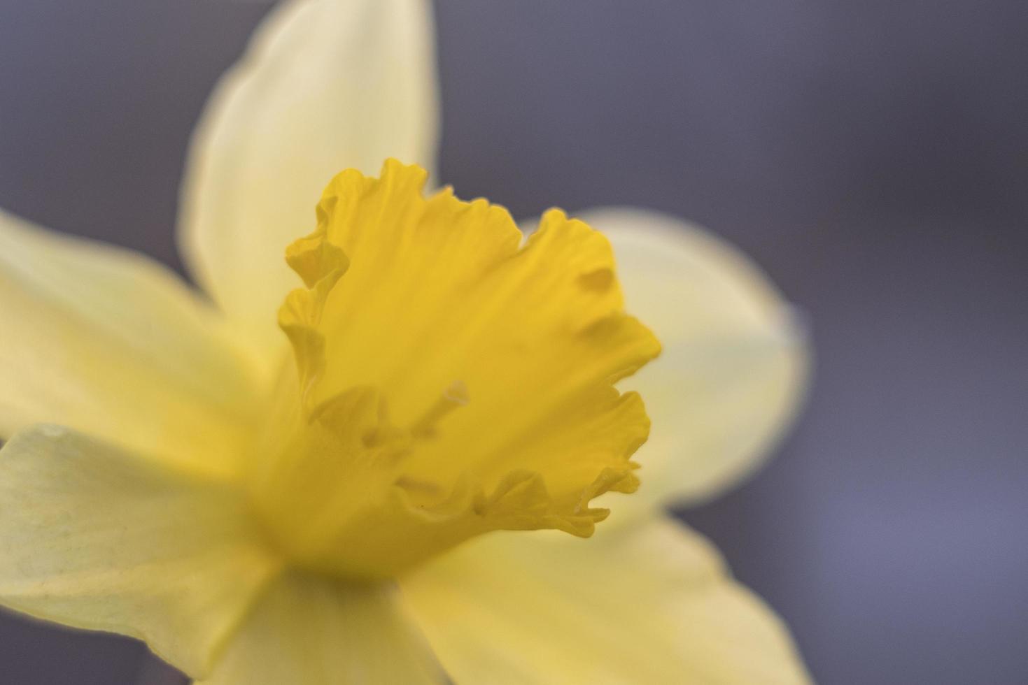 sfondo narciso giallo da vicino foto