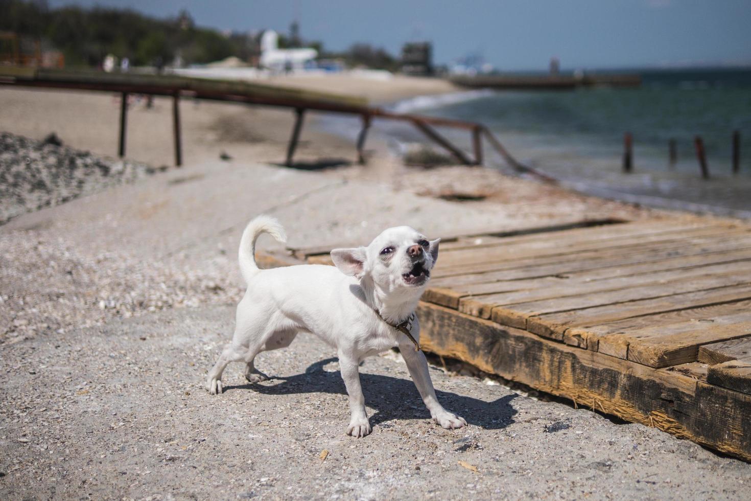 un piccolo cagnolino di chihuahua bianco foto