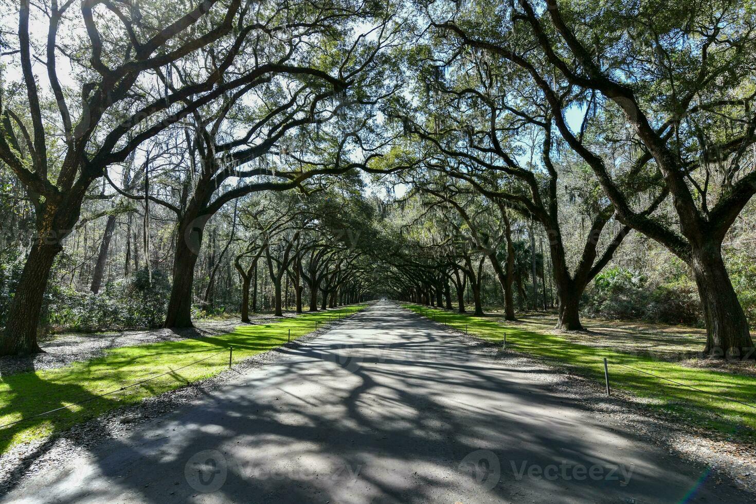 wormsloe piantagione - savana, Georgia foto