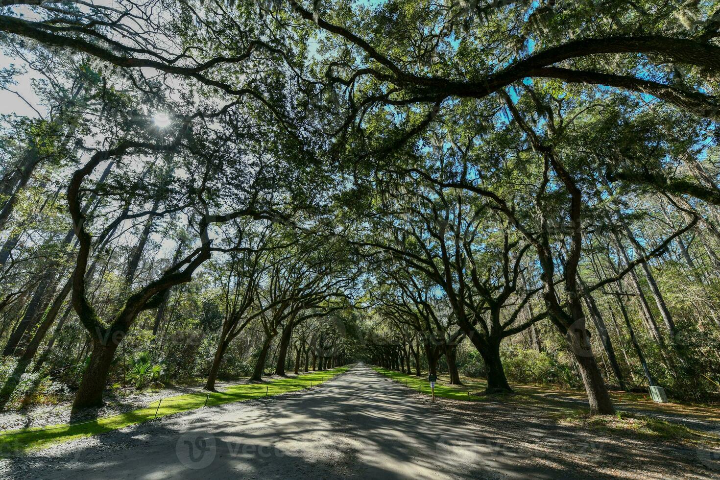 wormsloe piantagione - savana, Georgia foto