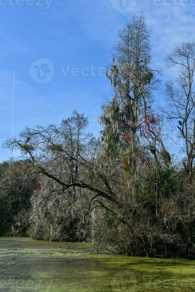 magnolia piantagione Visualizza foto