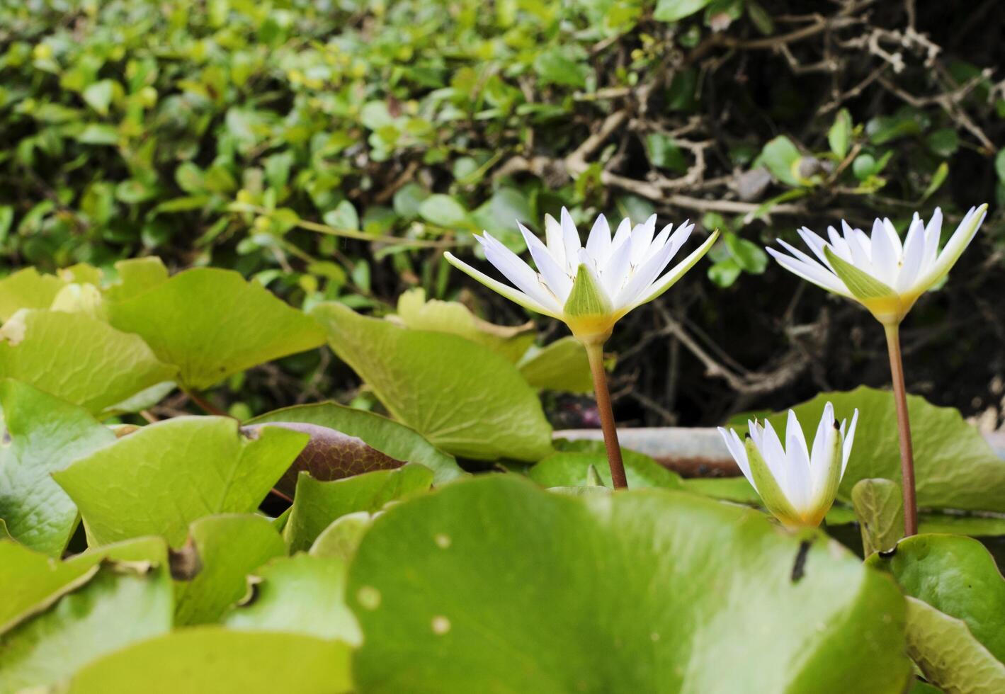 fiori di ninfea che sbocciano in uno stagno foto