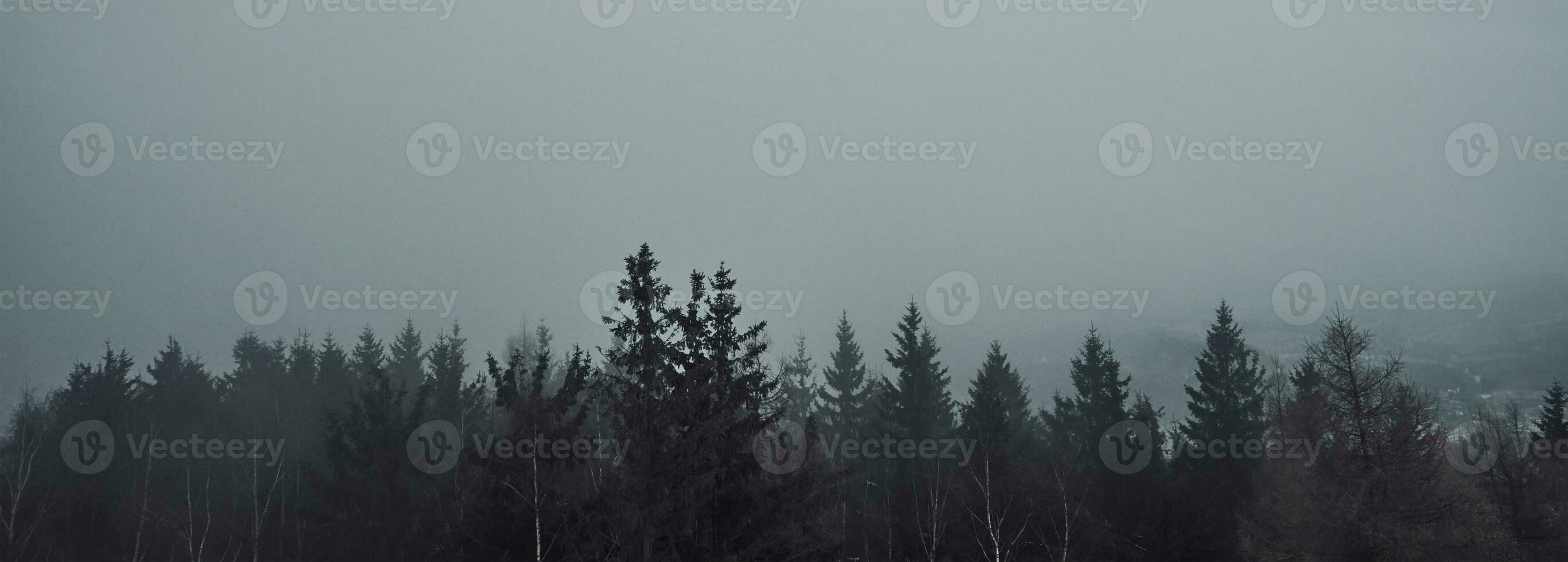pino albero foresta silhouette con nebbia foto