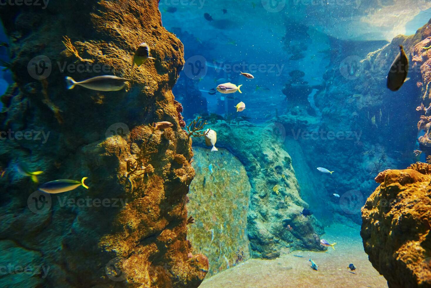 mare Pesci nel il in profondità acquario, mare vita foto