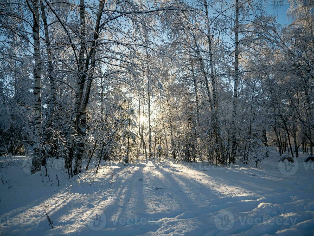 inverno nel il parco. inverno paesaggio. il neve su il rami di alberi. il strada quello va in il distanza foto