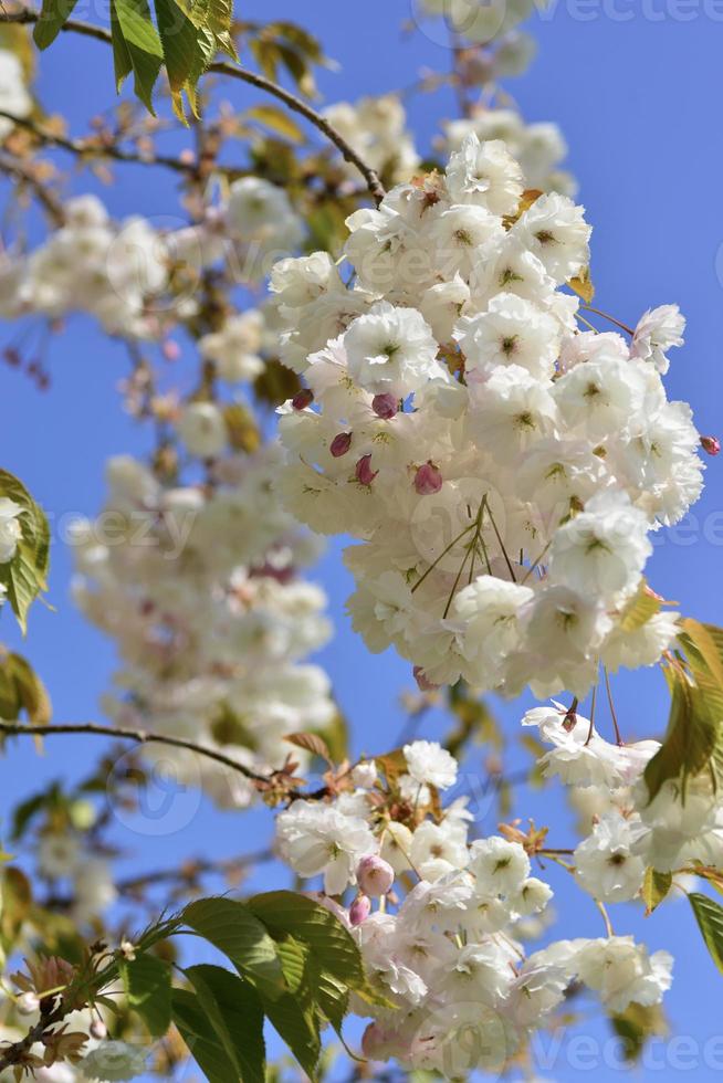 albero di ciliegio in primavera foto