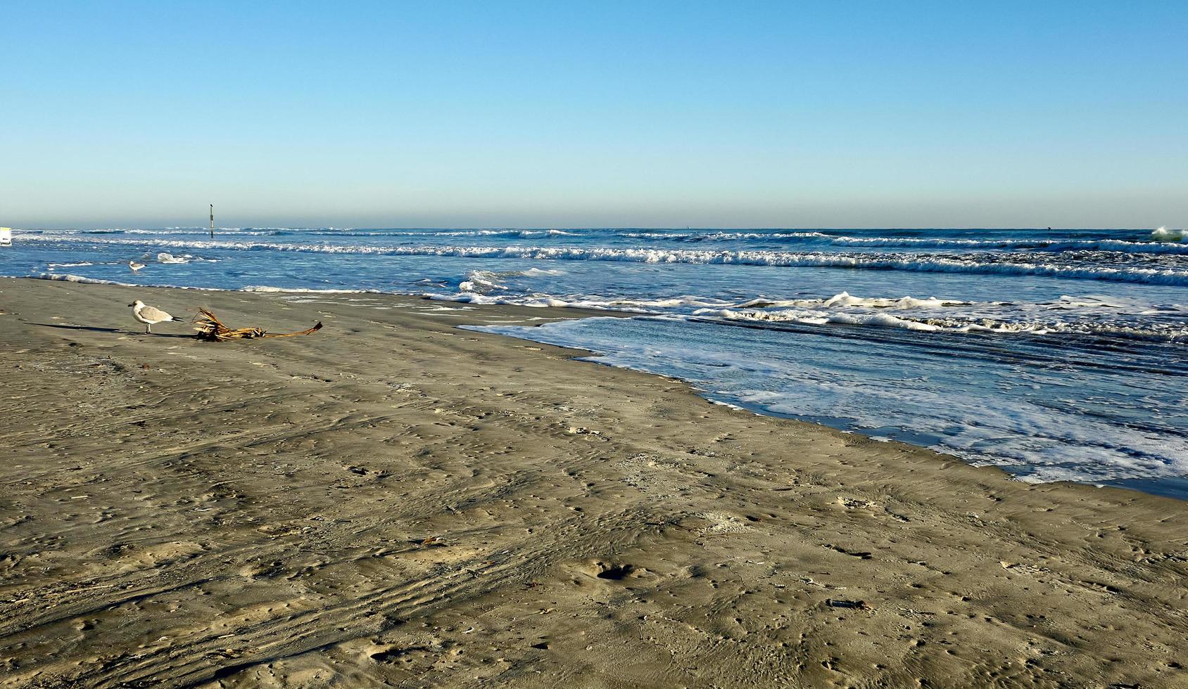 un gabbiano sulla spiaggia della florida foto