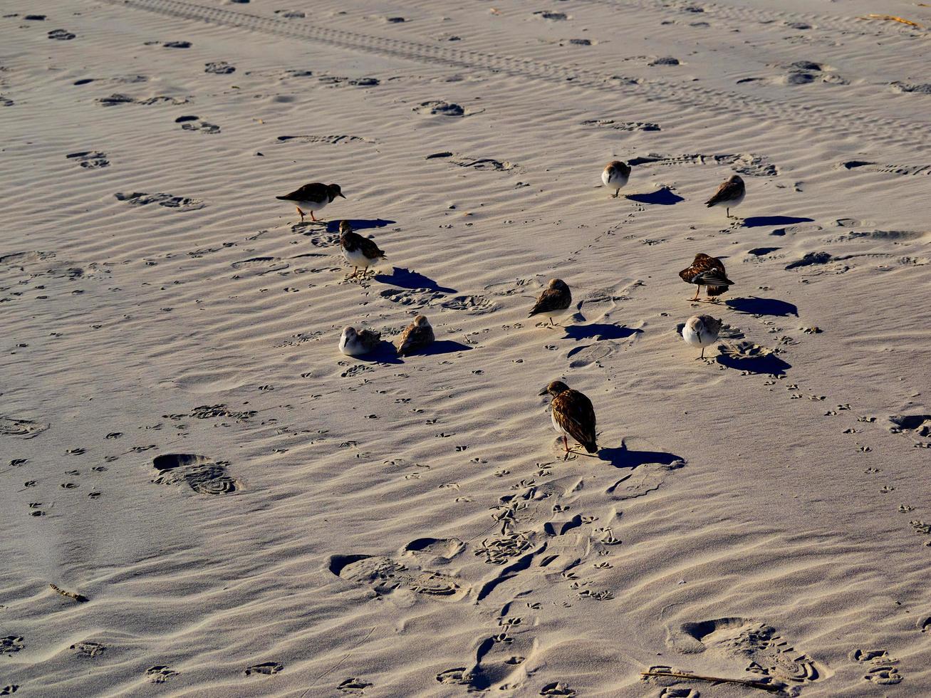 uccelli da spiaggia nella sabbia foto