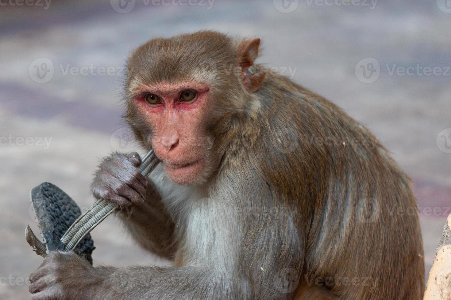 Macaco rhesus nel tempio di Hanuman a Jaipur, Rajasthan, India foto