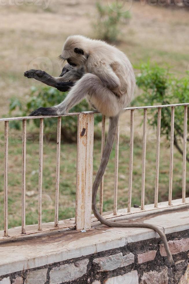 Langur grigio delle pianure settentrionali a Chittorgarh, Rajasthan, India foto