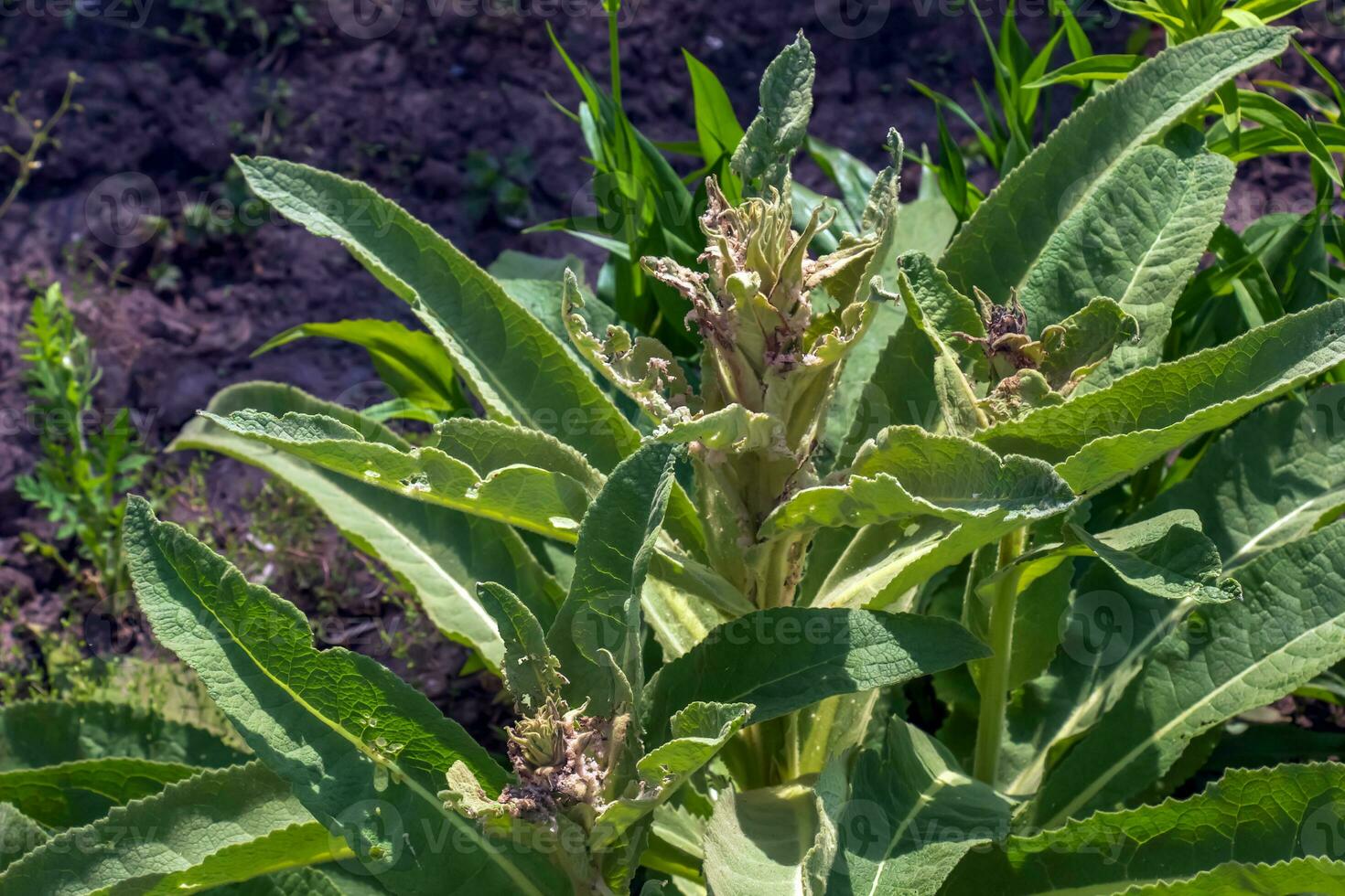 Verbascum thapso, il grande verbasco o maggiore verbasco. il pianta è ottenere pronto per fiore. foto