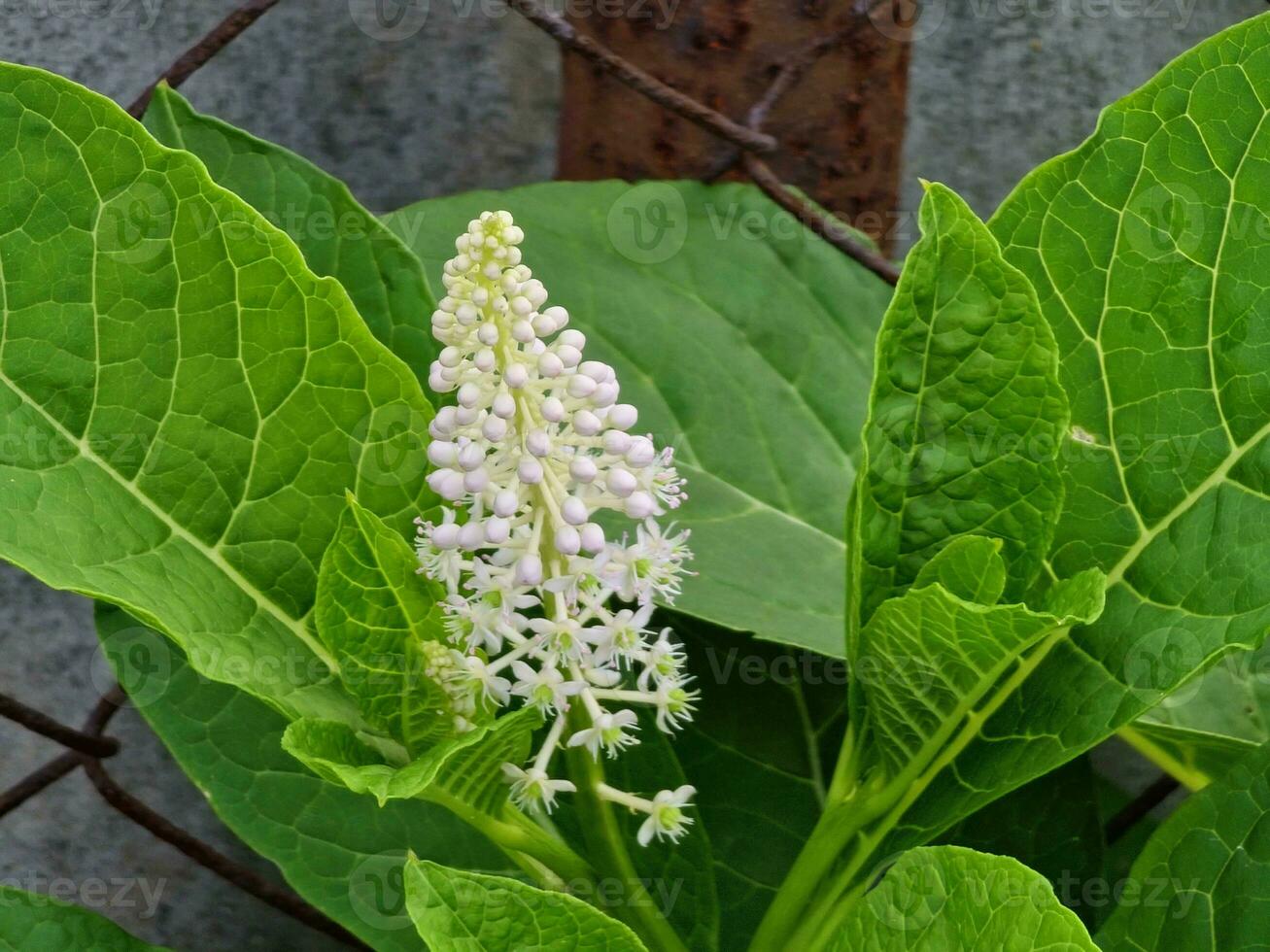 fitolacca americana io, anche conosciuto come americano pokeweed, colpire salsiccia, mirtilli rossi, e calamaio, è un' velenoso, erbaceo perenne pianta nel il famiglia fitolaccacee. foto