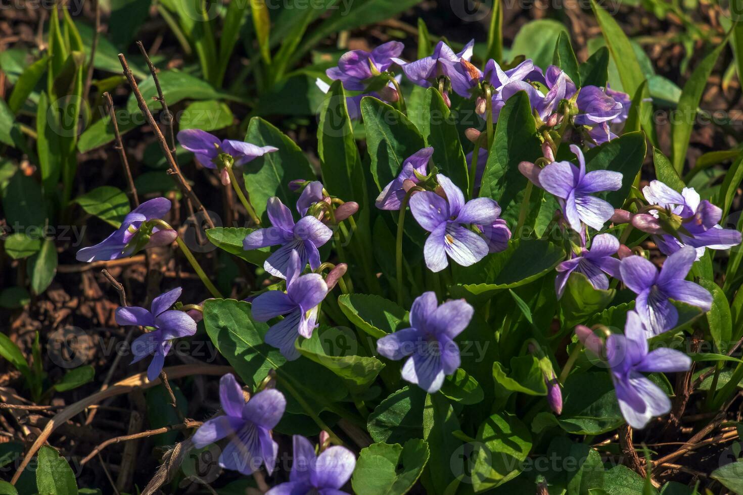 viola mandshurica è un' genere di Viola. primavera fiore manchurian viola foto