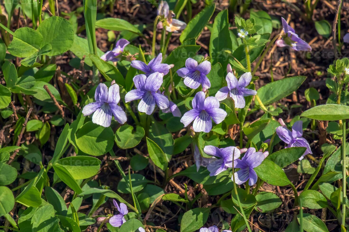 viola mandshurica è un' genere di Viola. primavera fiore manchurian viola foto