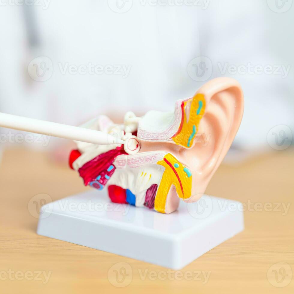 medico con umano orecchio anatomia modello. orecchio patologia, atresia, otite media, pertorato timpano, meniere sindrome, otorinolaringoiatra, invecchiamento udito perdita, schwannomi e Salute foto